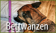 bettwanzenspuerhunde judith federmann